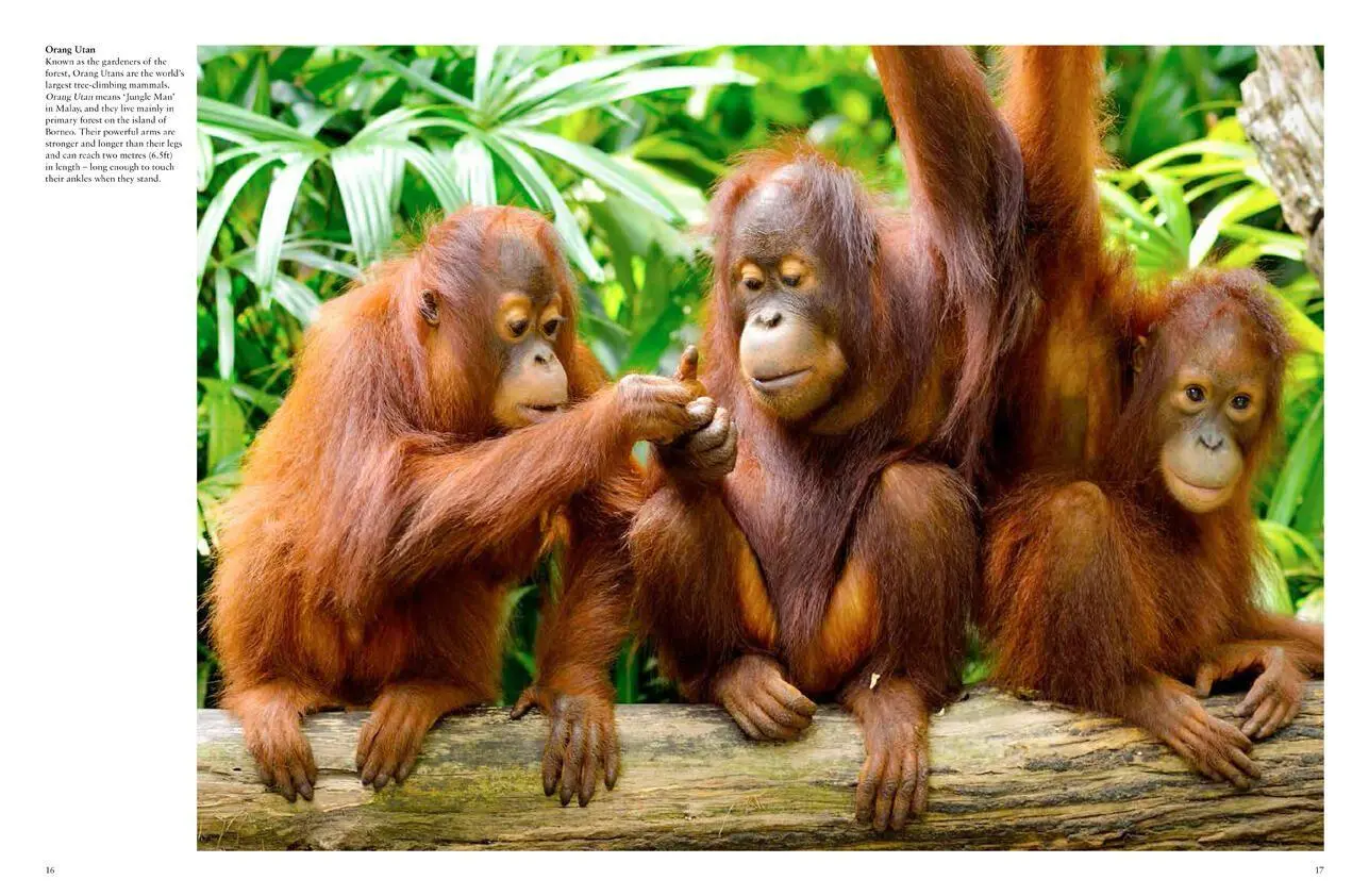 Bild: 9781838861001 | Monkeys | Apes, Gorillas and Other Primates | Tom Jackson | Buch
