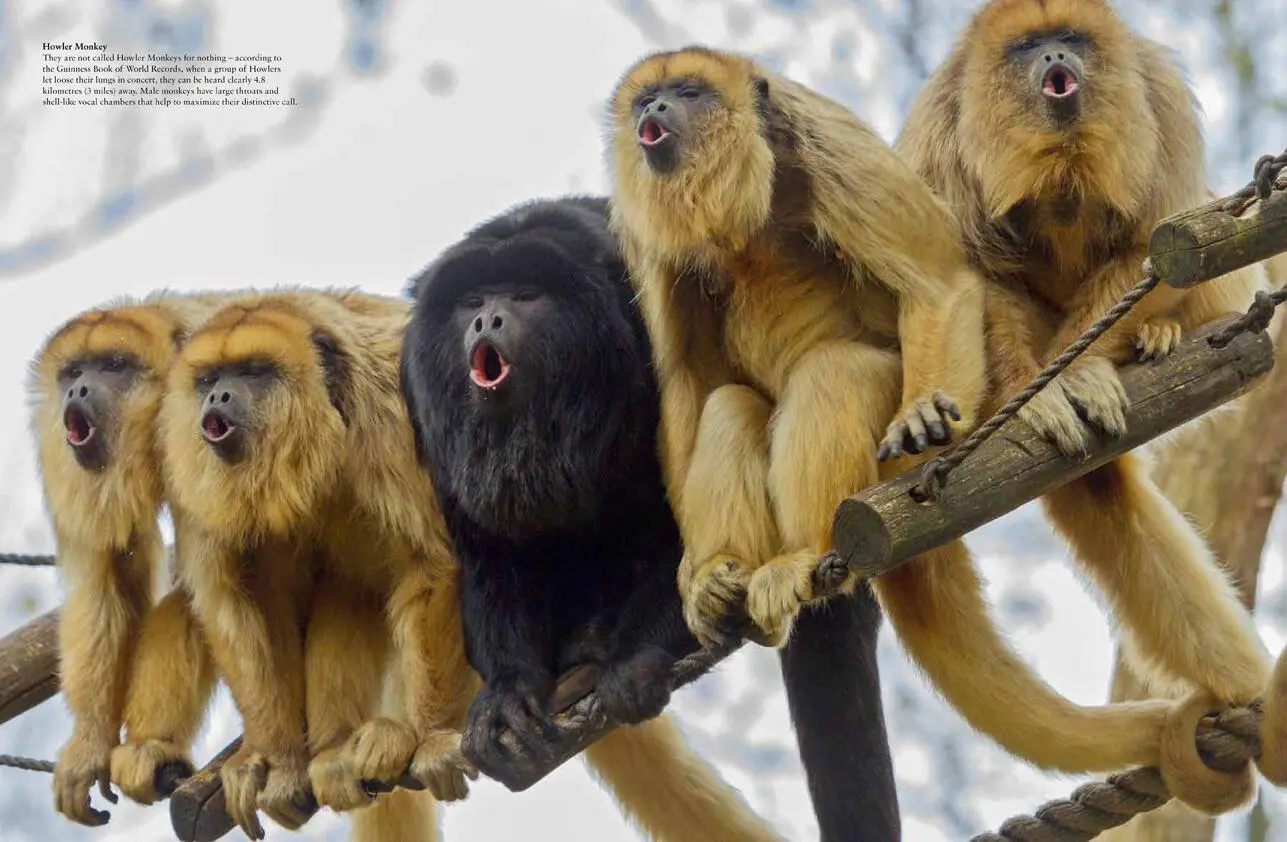 Bild: 9781838861001 | Monkeys | Apes, Gorillas and Other Primates | Tom Jackson | Buch