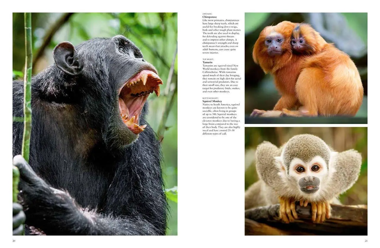 Bild: 9781838861001 | Monkeys | Apes, Gorillas and Other Primates | Tom Jackson | Buch