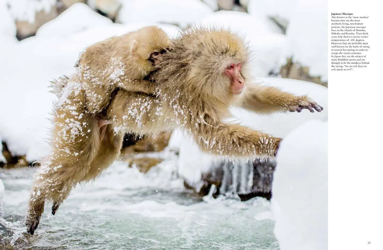 Bild: 9781838861001 | Monkeys | Apes, Gorillas and Other Primates | Tom Jackson | Buch