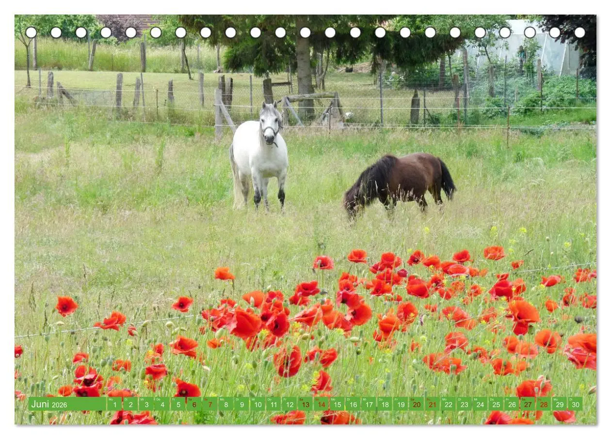 Bild: 9783457581001 | Wunderschöne Mecklenburgische Seenplatte (Tischkalender 2026 DIN A5...