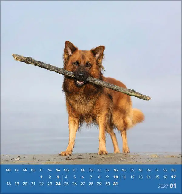 Bild: 9783819301001 | Hunde 2027 | aufstellbarer Postkartenkalender | Verlag Korsch | 13 S.