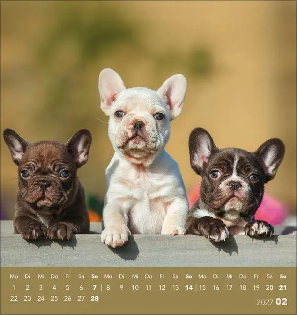 Bild: 9783819301001 | Hunde 2027 | aufstellbarer Postkartenkalender | Verlag Korsch | 13 S.