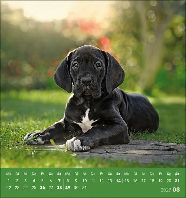 Bild: 9783819301001 | Hunde 2027 | aufstellbarer Postkartenkalender | Verlag Korsch | 13 S.
