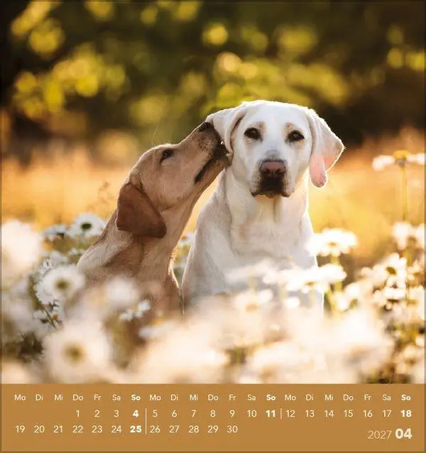 Bild: 9783819301001 | Hunde 2027 | aufstellbarer Postkartenkalender | Verlag Korsch | 13 S.