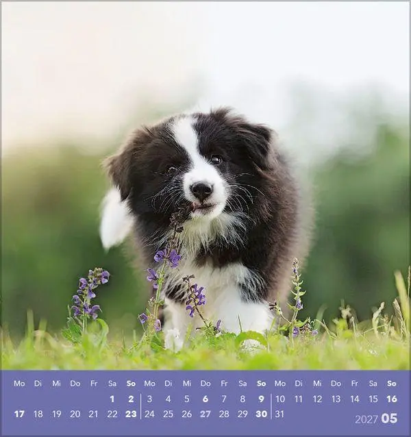 Bild: 9783819301001 | Hunde 2027 | aufstellbarer Postkartenkalender | Verlag Korsch | 13 S.