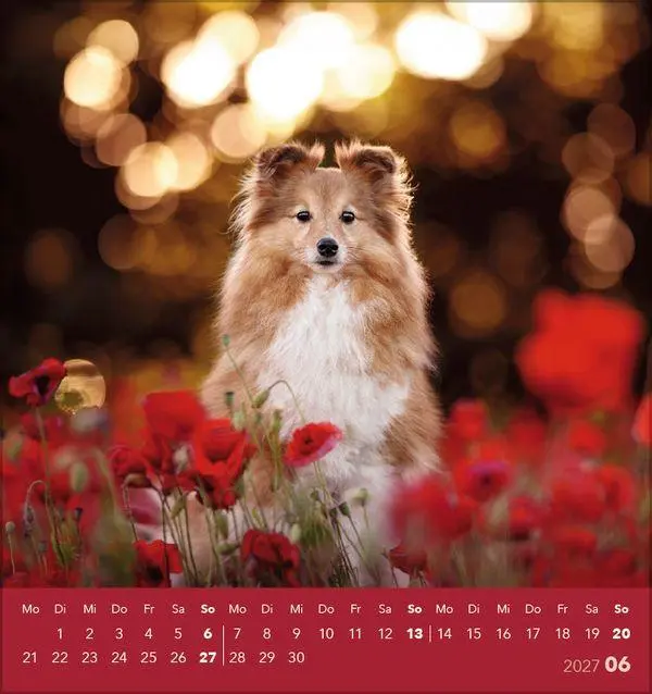 Bild: 9783819301001 | Hunde 2027 | aufstellbarer Postkartenkalender | Verlag Korsch | 13 S.