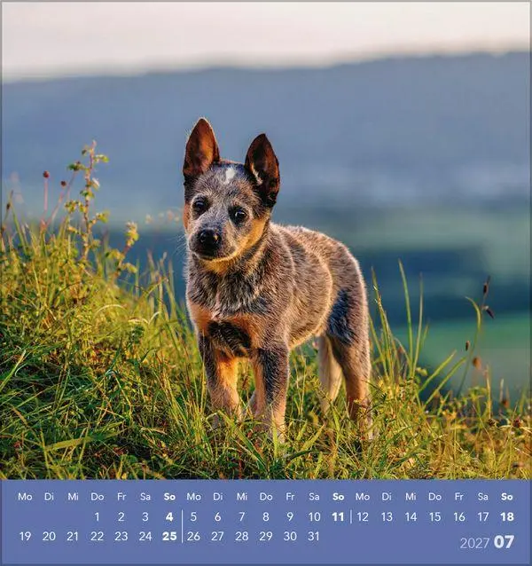 Bild: 9783819301001 | Hunde 2027 | aufstellbarer Postkartenkalender | Verlag Korsch | 13 S.