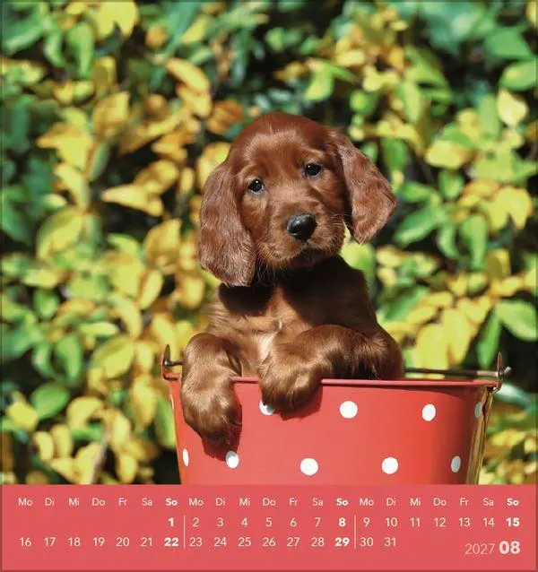 Bild: 9783819301001 | Hunde 2027 | aufstellbarer Postkartenkalender | Verlag Korsch | 13 S.