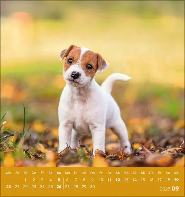 Bild: 9783819301001 | Hunde 2027 | aufstellbarer Postkartenkalender | Verlag Korsch | 13 S.