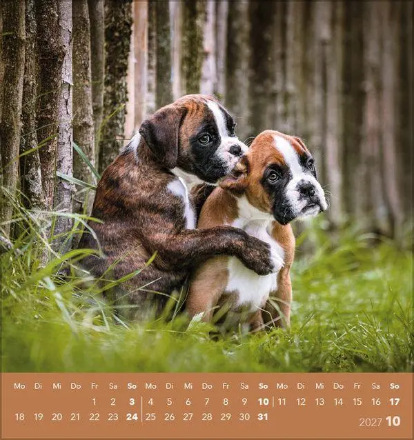 Bild: 9783819301001 | Hunde 2027 | aufstellbarer Postkartenkalender | Verlag Korsch | 13 S.