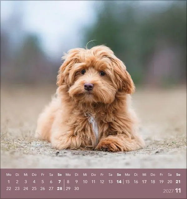 Bild: 9783819301001 | Hunde 2027 | aufstellbarer Postkartenkalender | Verlag Korsch | 13 S.