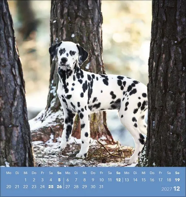 Bild: 9783819301001 | Hunde 2027 | aufstellbarer Postkartenkalender | Verlag Korsch | 13 S.