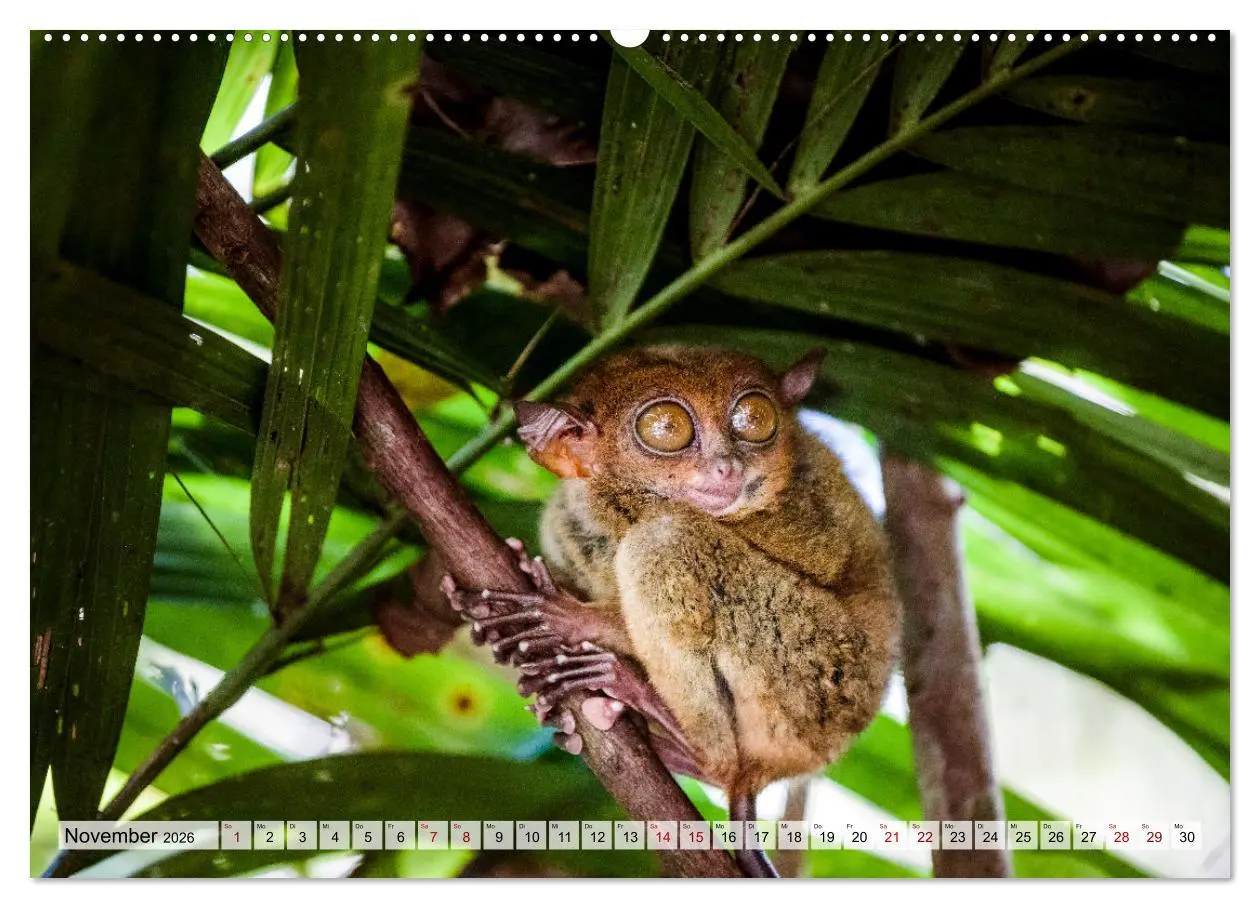 Bild: 9783457571101 | Philippinen - Land der Naturwunder (Wandkalender 2026 DIN A2 quer),...