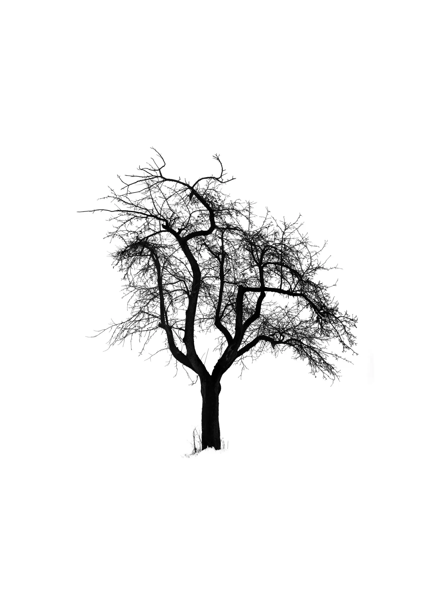 Bild: 9783968491301 | Five Leaves Left | Bäume - Fotografien | Todd Schulz | Buch | 120 S.