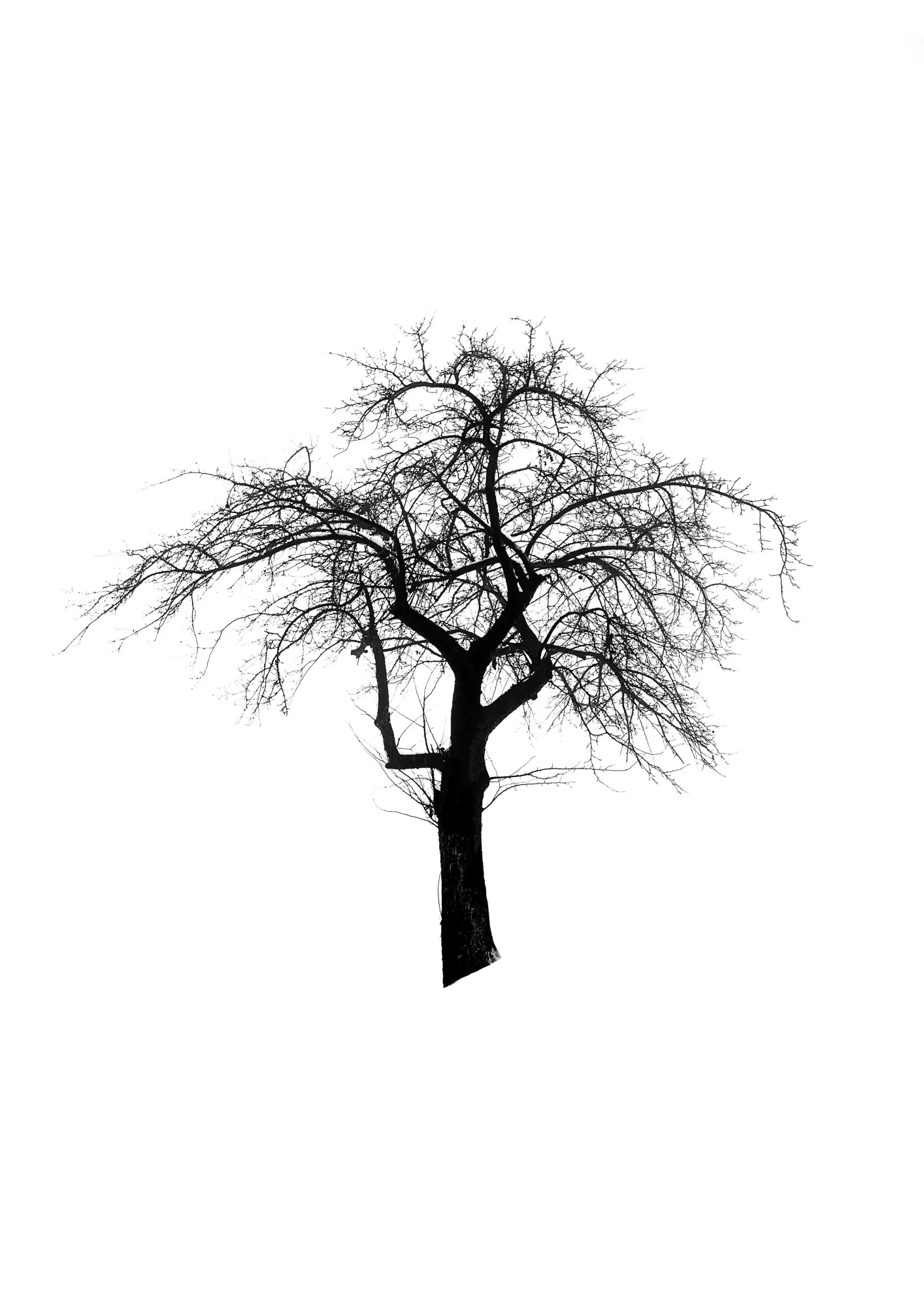 Bild: 9783968491301 | Five Leaves Left | Bäume - Fotografien | Todd Schulz | Buch | 120 S.