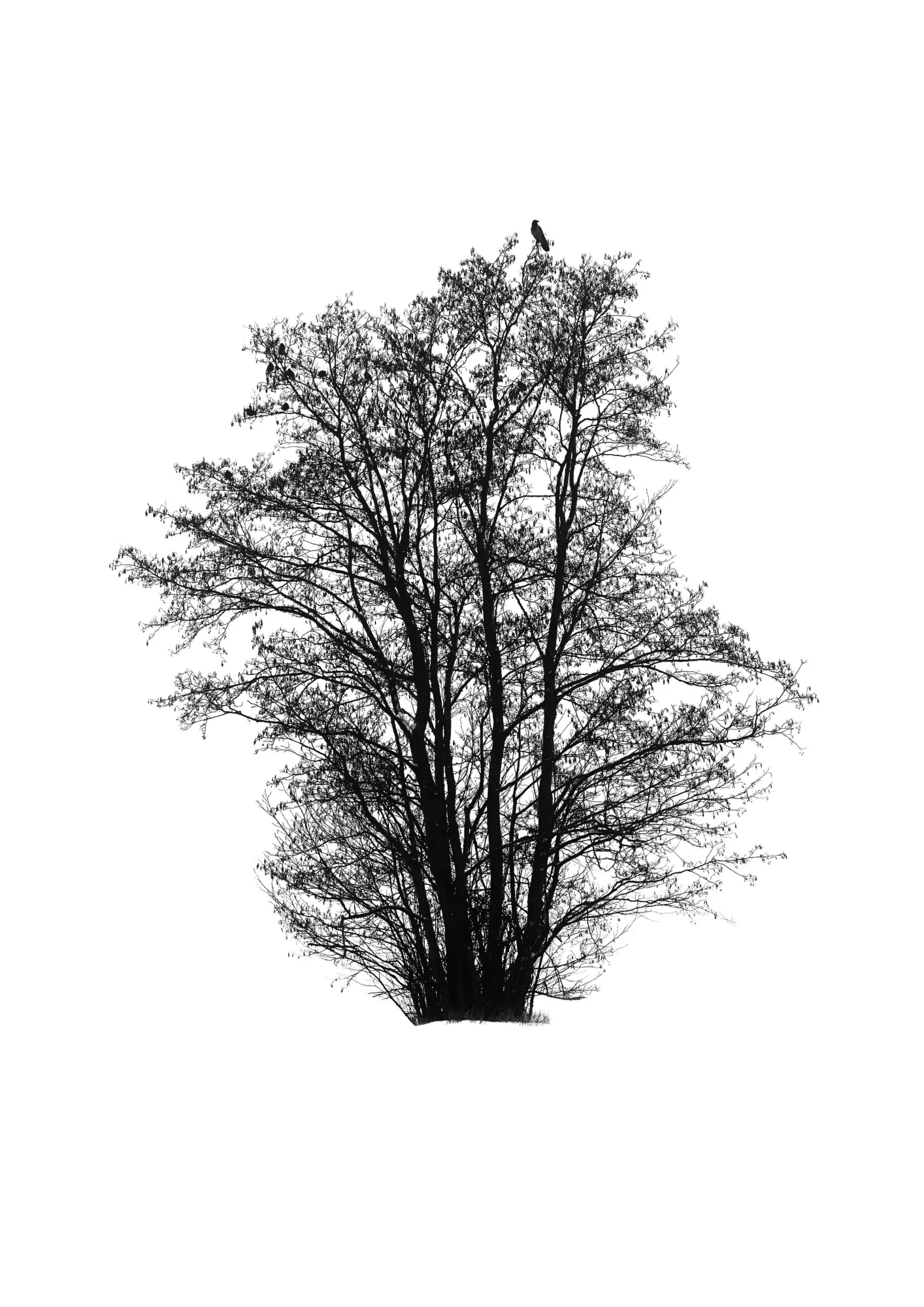Bild: 9783968491301 | Five Leaves Left | Bäume - Fotografien | Todd Schulz | Buch | 120 S.