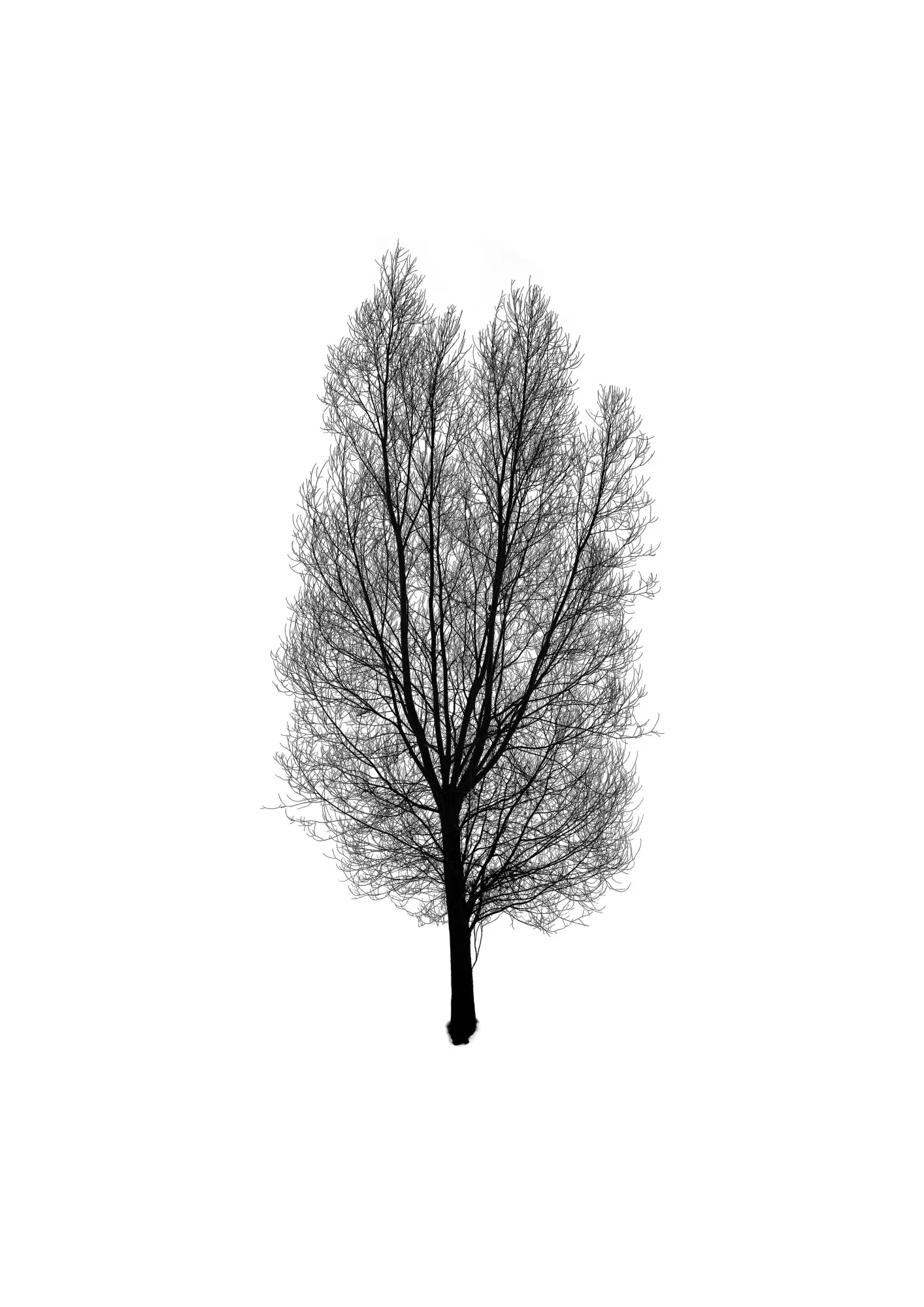 Bild: 9783968491301 | Five Leaves Left | Bäume - Fotografien | Todd Schulz | Buch | 120 S.