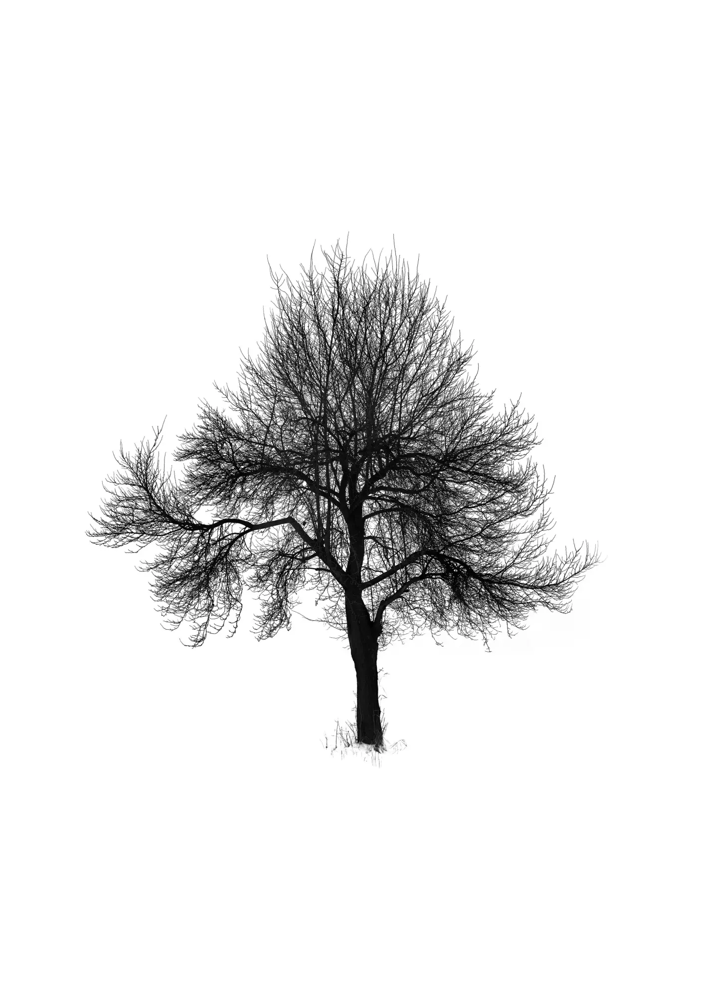 Bild: 9783968491301 | Five Leaves Left | Bäume - Fotografien | Todd Schulz | Buch | 120 S.