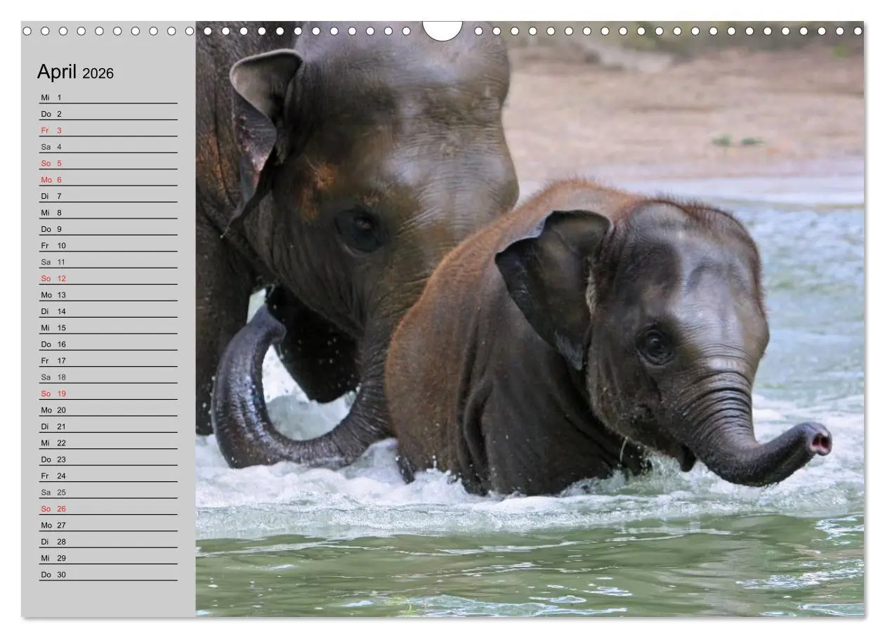 Bild: 9783516011401 | Elefanten. Spaß am Wasser (Wandkalender 2026 DIN A3 quer), CALVENDO...