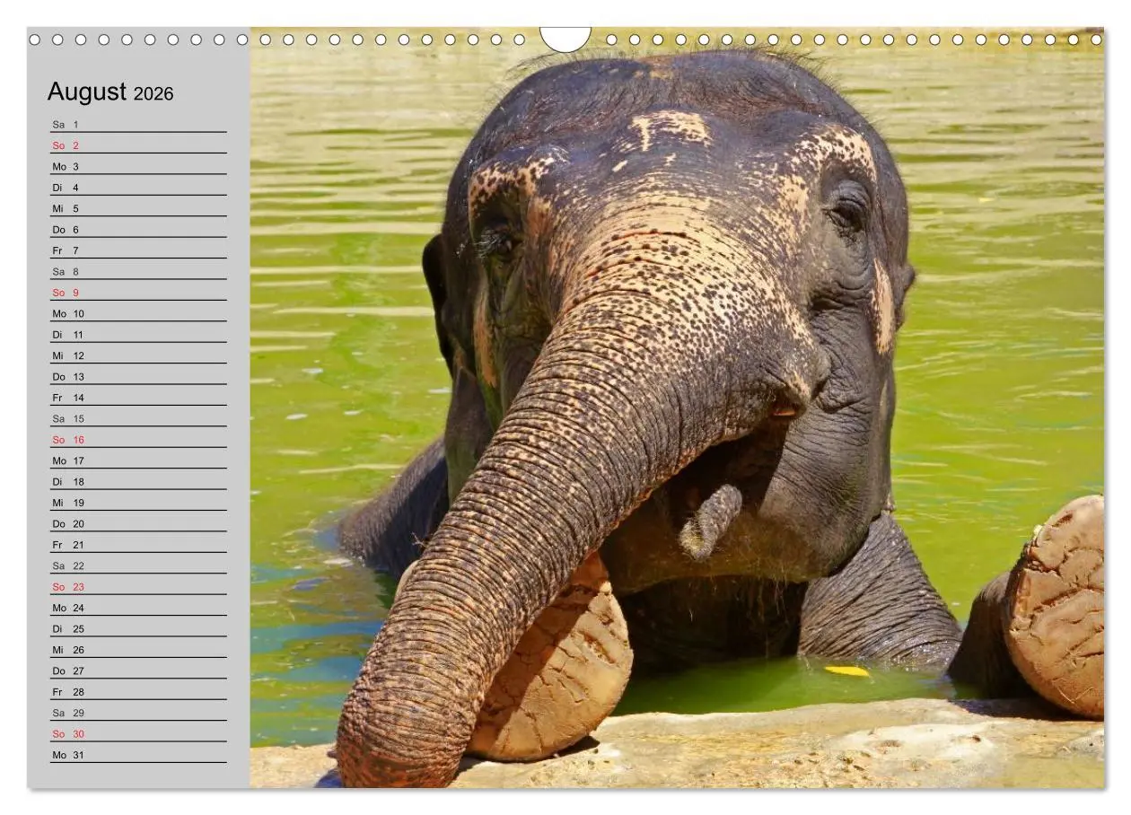 Bild: 9783516011401 | Elefanten. Spaß am Wasser (Wandkalender 2026 DIN A3 quer), CALVENDO...