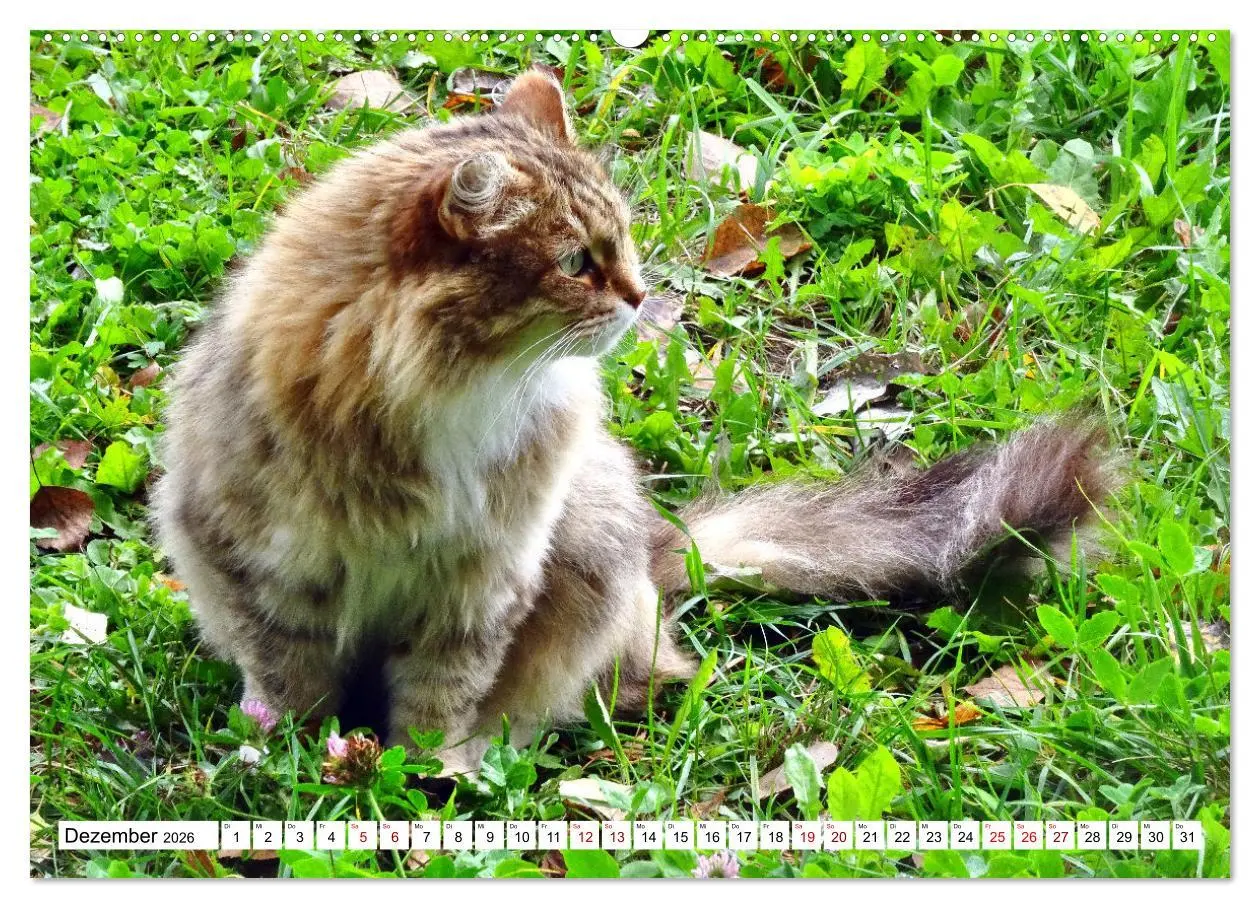 Bild: 9783457451601 | Auf Samtpfoten in Russland - Museums-Katzen auf russischen...