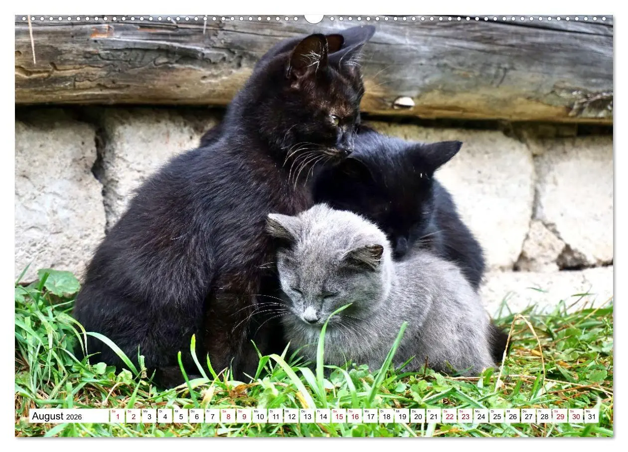 Bild: 9783457451601 | Auf Samtpfoten in Russland - Museums-Katzen auf russischen...
