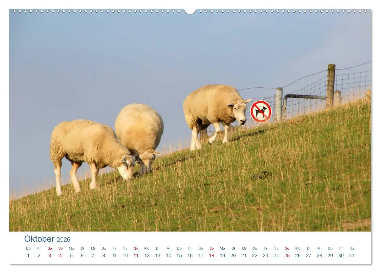 Bild: 9783516091601 | Schafe am Deich 2026. Tierische Impressionen von der Nordseeküste...