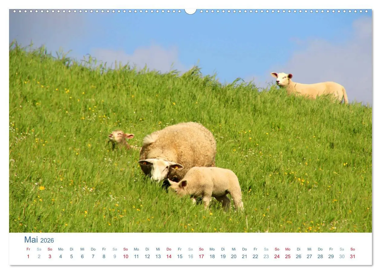 Bild: 9783516091601 | Schafe am Deich 2026. Tierische Impressionen von der Nordseeküste...