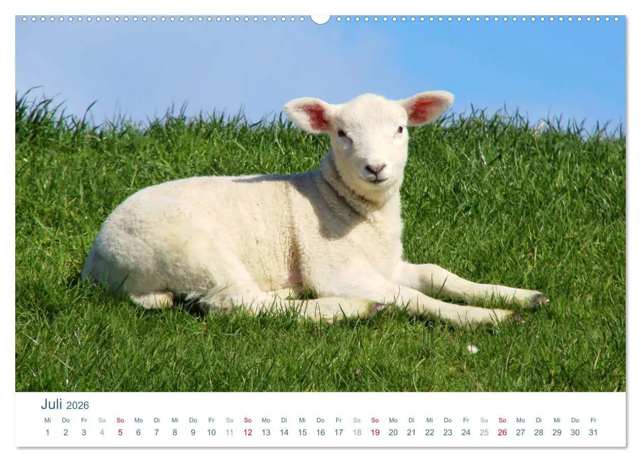 Bild: 9783516091601 | Schafe am Deich 2026. Tierische Impressionen von der Nordseeküste...