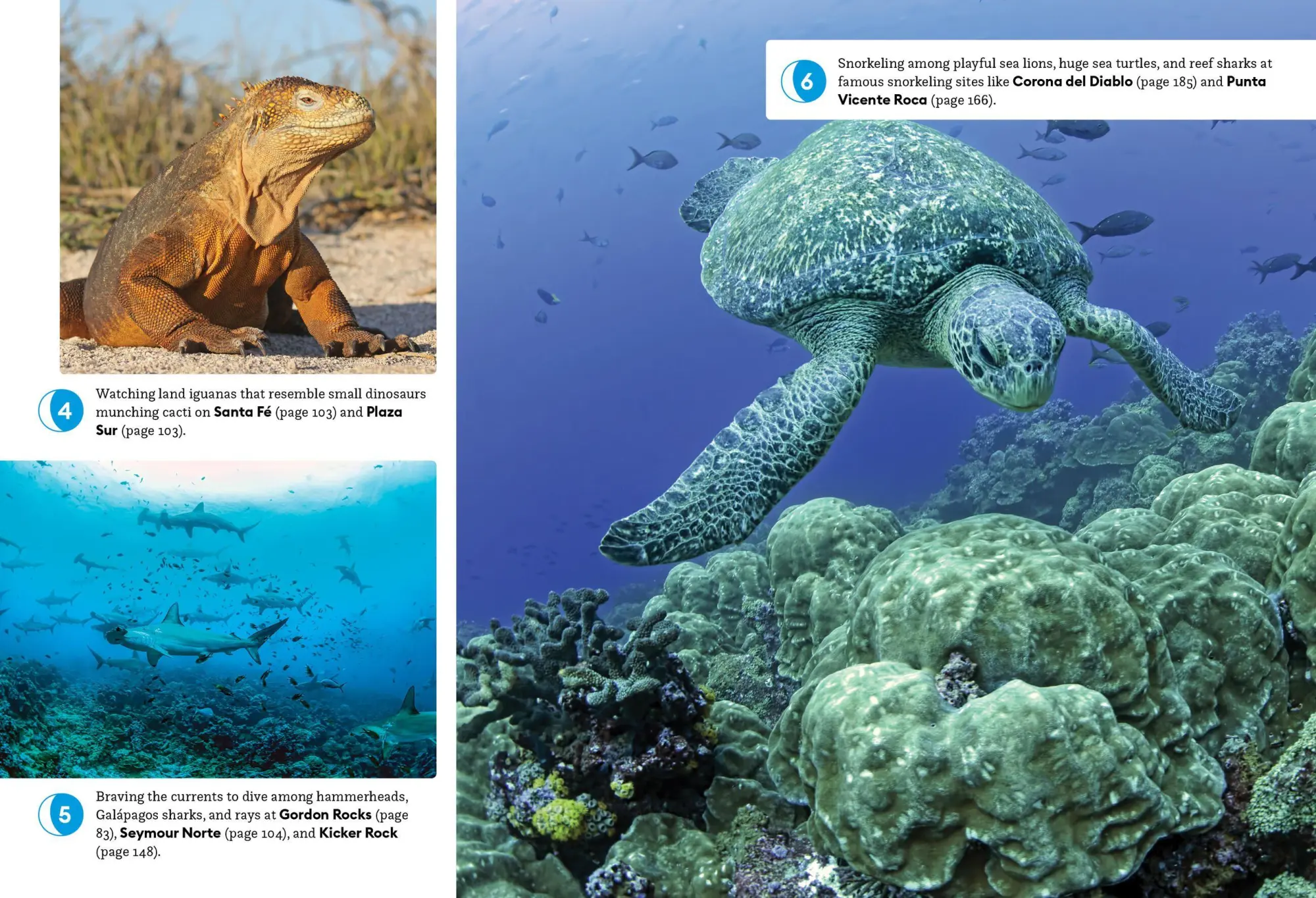 Bild: 9798886471601 | Moon Galapagos Islands (Fifth Edition) | Lisa Cho Burns | Taschenbuch