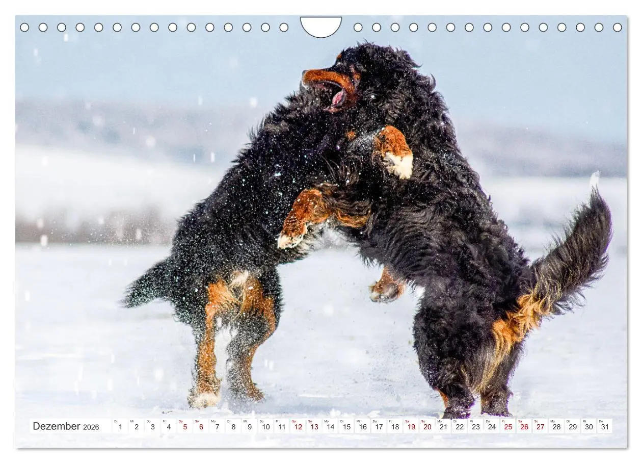 Bild: 9783457371701 | Berner Sennenhunde - Traumhunde mit Charme (Wandkalender 2026 DIN...