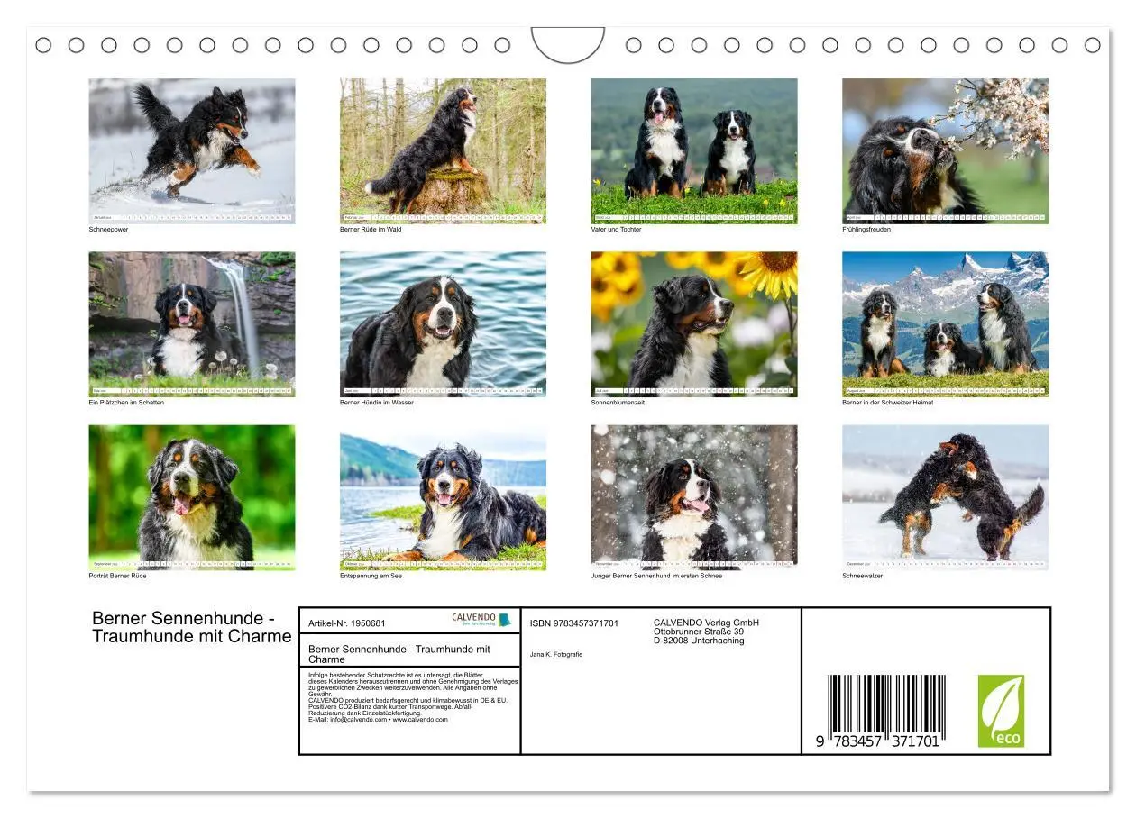 Bild: 9783457371701 | Berner Sennenhunde - Traumhunde mit Charme (Wandkalender 2026 DIN...