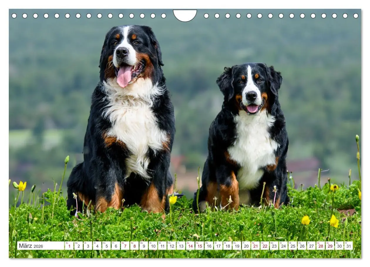 Bild: 9783457371701 | Berner Sennenhunde - Traumhunde mit Charme (Wandkalender 2026 DIN...