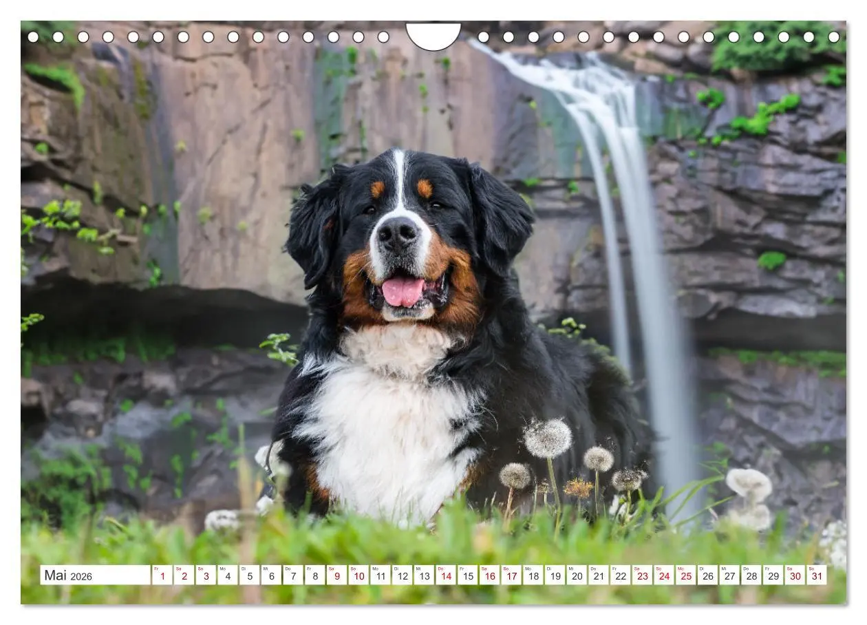 Bild: 9783457371701 | Berner Sennenhunde - Traumhunde mit Charme (Wandkalender 2026 DIN...