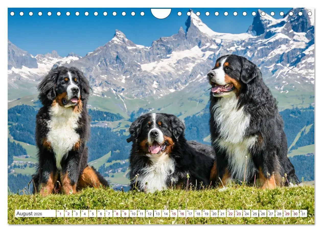 Bild: 9783457371701 | Berner Sennenhunde - Traumhunde mit Charme (Wandkalender 2026 DIN...