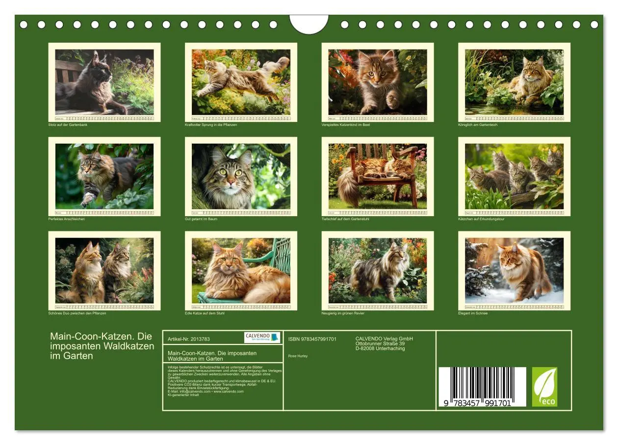 Bild: 9783457991701 | Main-Coon-Katzen. Die imposanten Waldkatzen im Garten (Wandkalender...