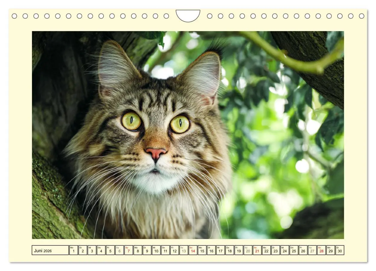 Bild: 9783457991701 | Main-Coon-Katzen. Die imposanten Waldkatzen im Garten (Wandkalender...