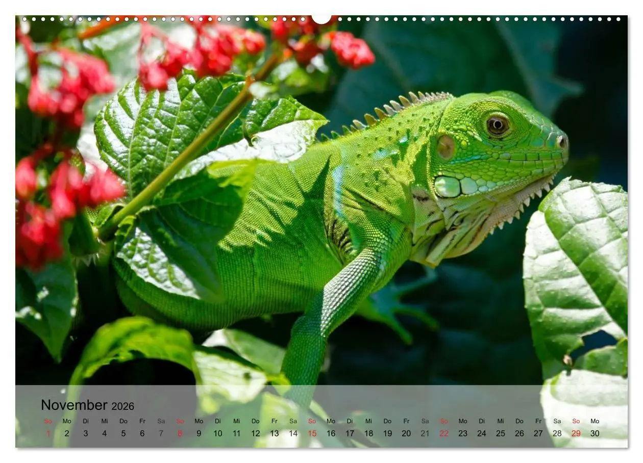 Bild: 9783516071801 | Reptilien Schlangen, Echsen und Co. (hochwertiger Premium...