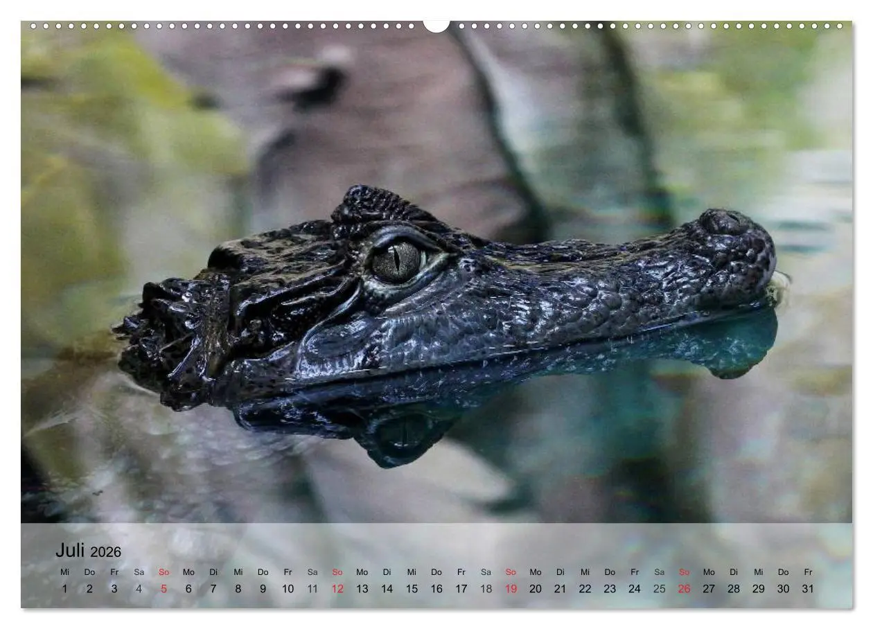 Bild: 9783516071801 | Reptilien Schlangen, Echsen und Co. (hochwertiger Premium...
