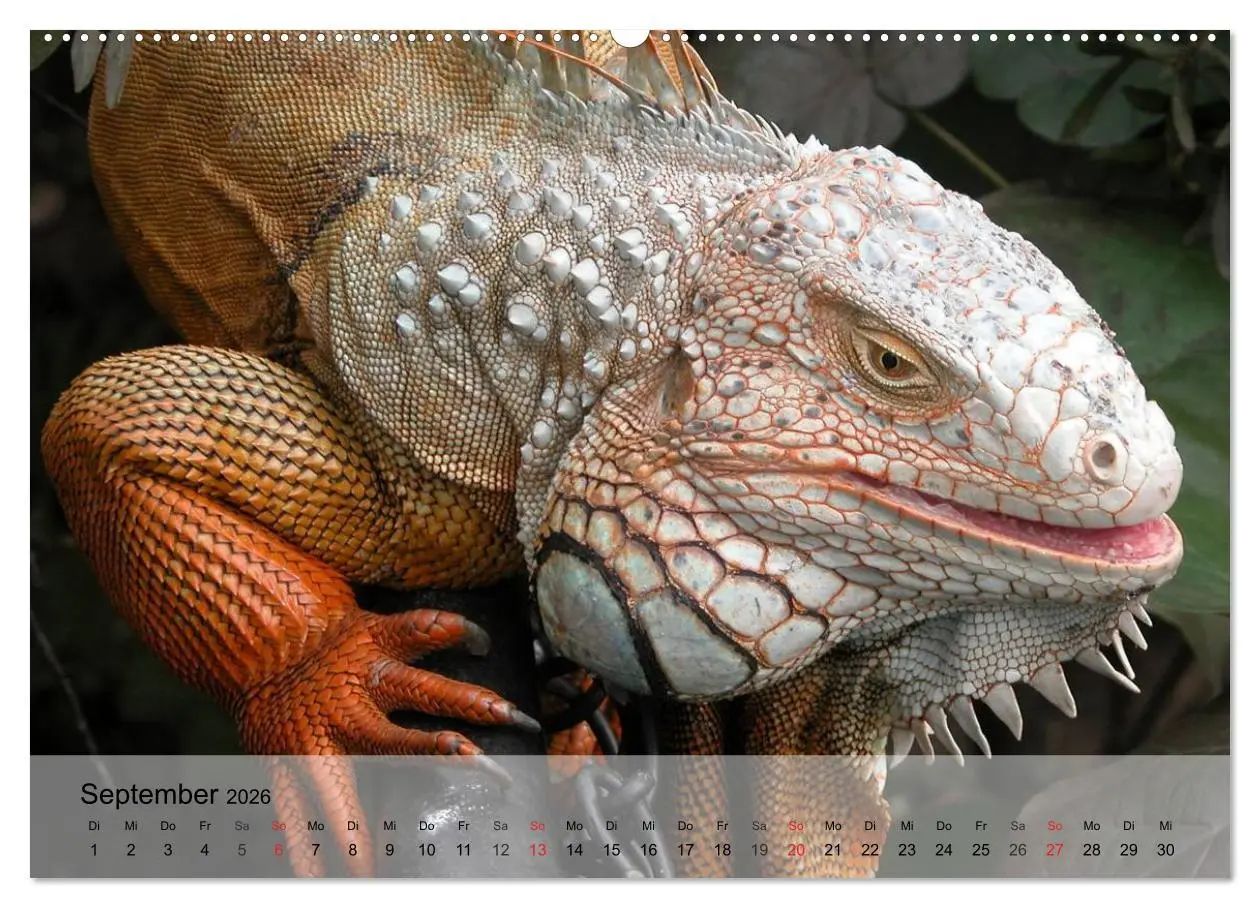 Bild: 9783516071801 | Reptilien Schlangen, Echsen und Co. (hochwertiger Premium...