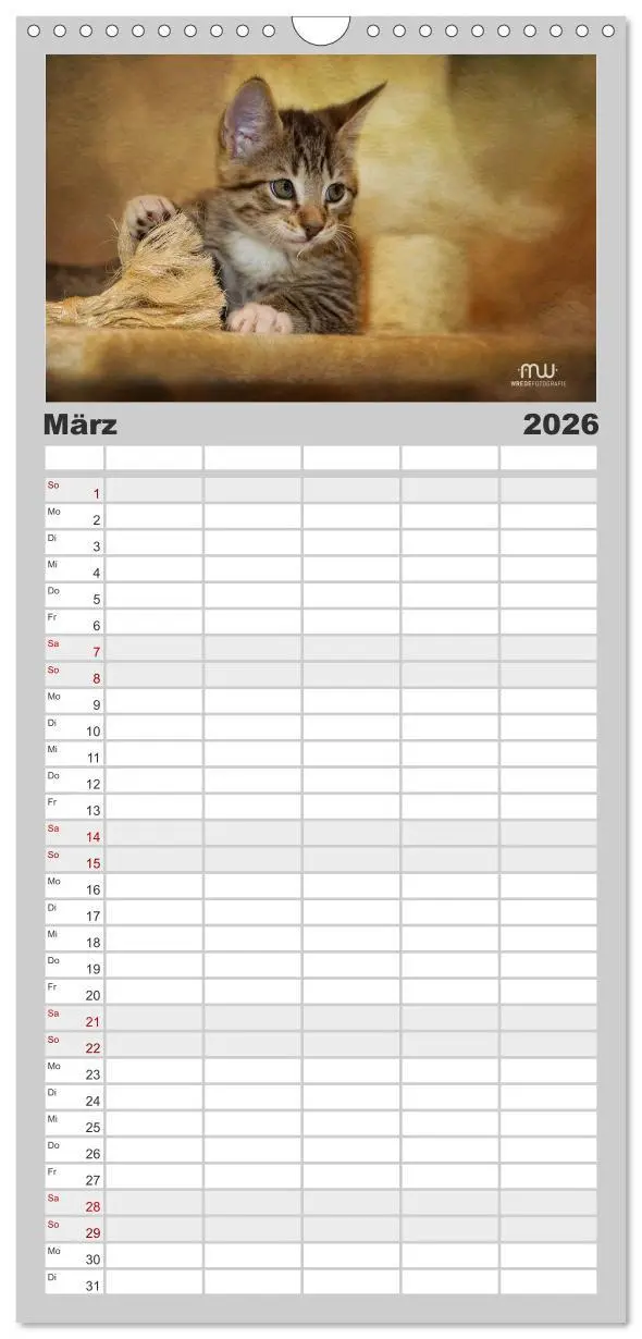 Bild: 9783516521801 | Familienplaner 2026 - Zauberhafte Kätzchen mit 5 Spalten...
