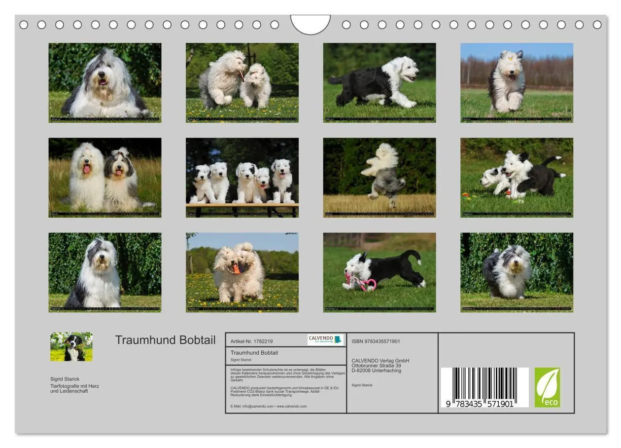 Bild: 9783435571901 | Traumhund Bobtail (Wandkalender 2025 DIN A4 quer), CALVENDO...