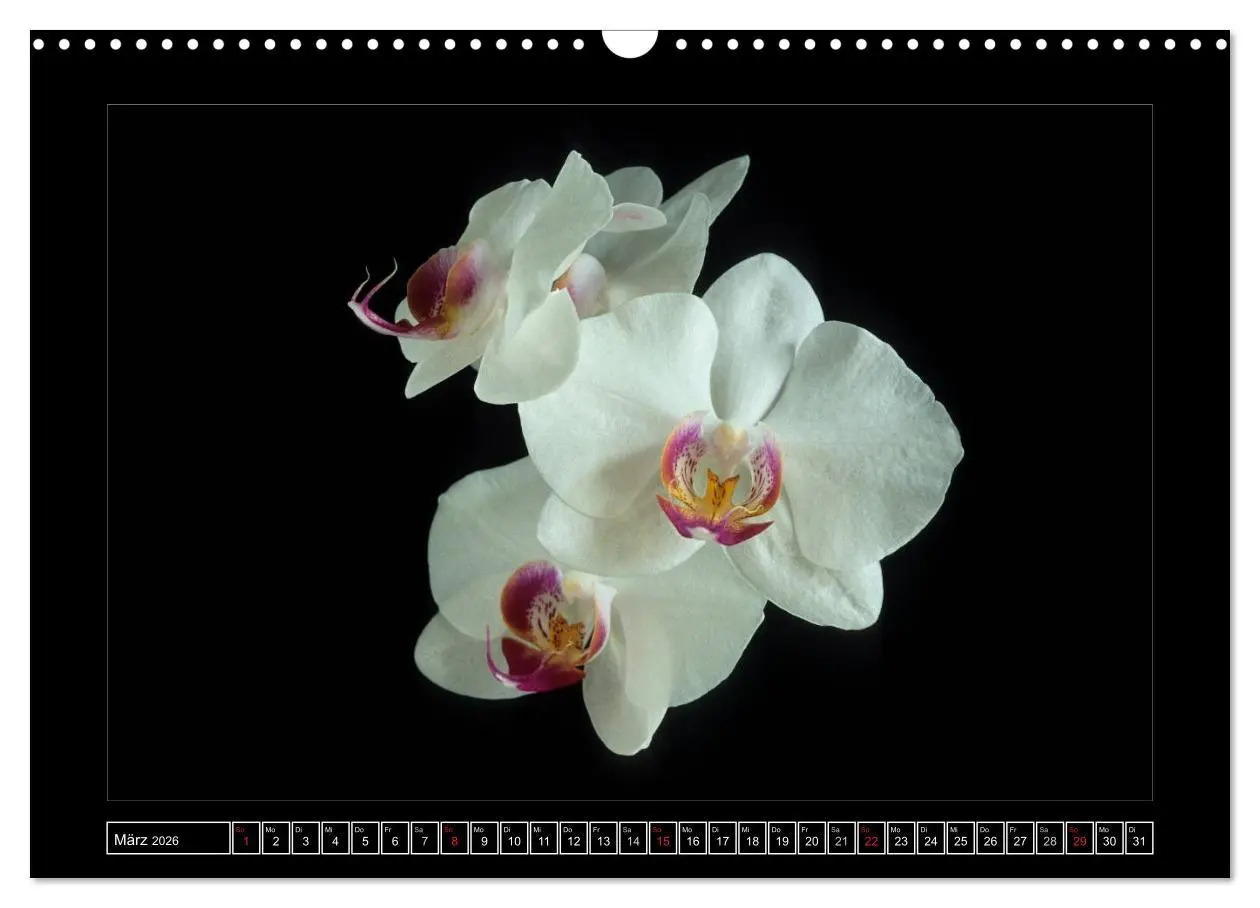 Bild: 9783516201901 | Orchideen 2026 (Wandkalender 2026 DIN A3 quer), CALVENDO...