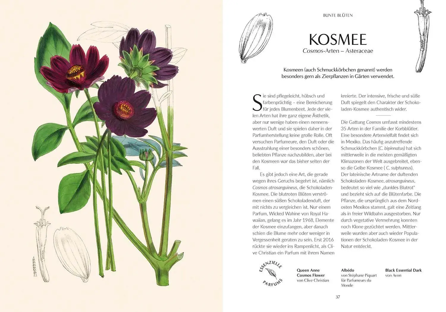Bild: 9789464991901 | Duft | Von der Pflanze zum Parfum, der Botanische Ursprung des Duftes