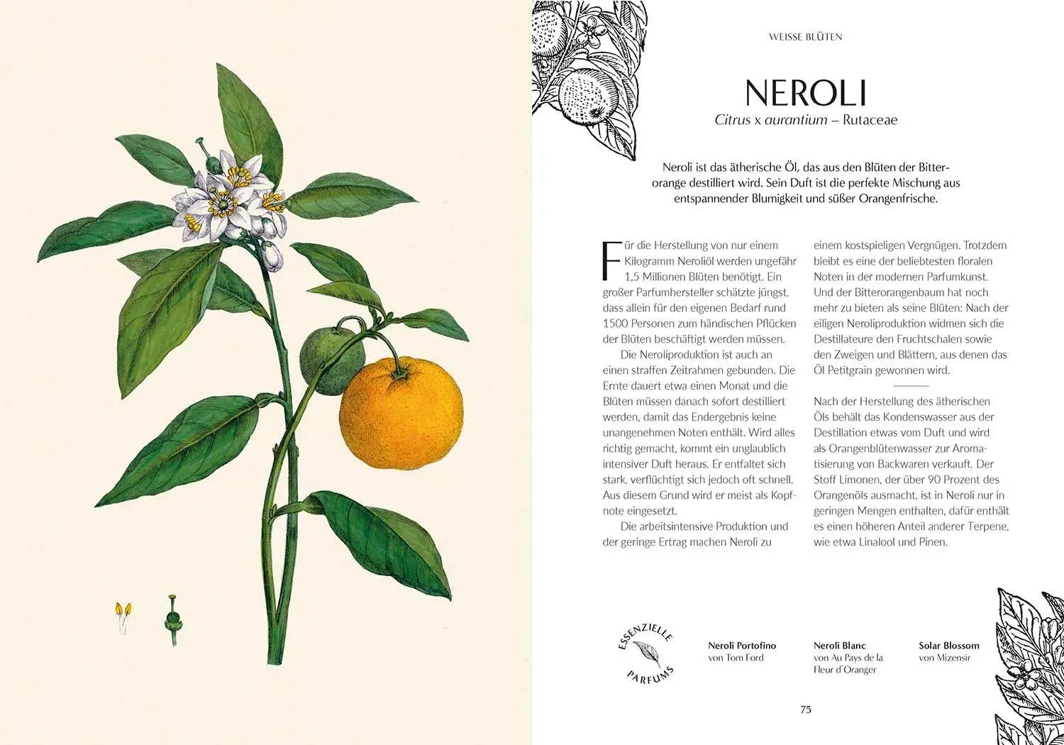 Bild: 9789464991901 | Duft | Von der Pflanze zum Parfum, der Botanische Ursprung des Duftes