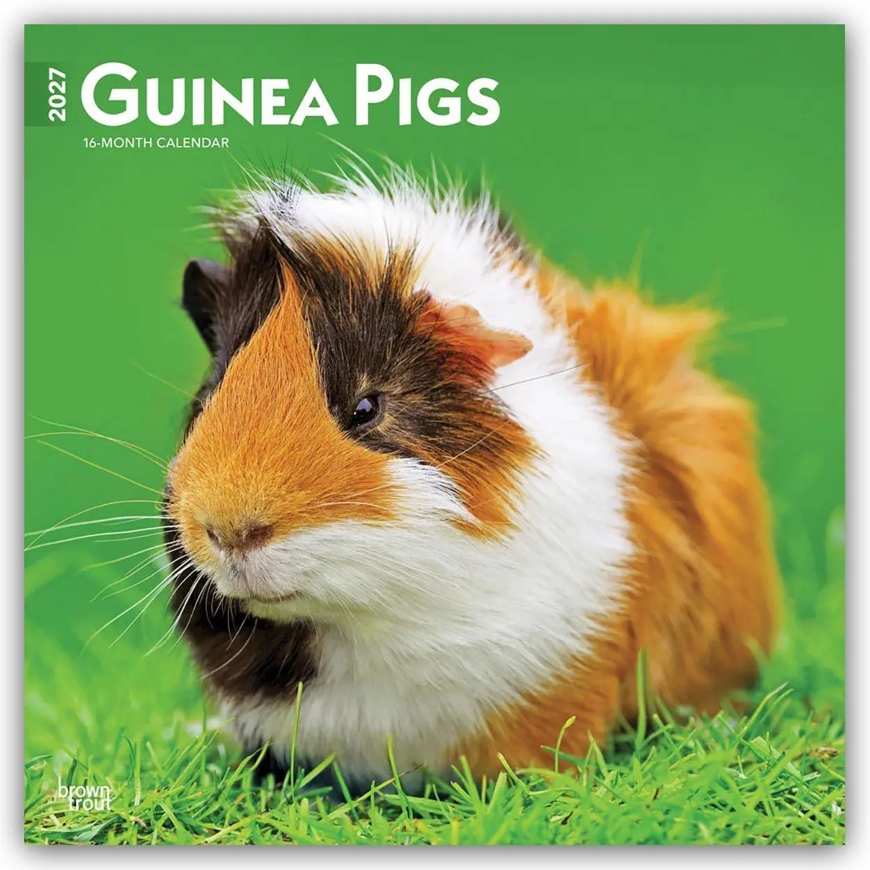 Cover: 9798330711901 | Guinea Pigs - Meerschweinschen 2027 - 16-Monatskalender | Publishers
