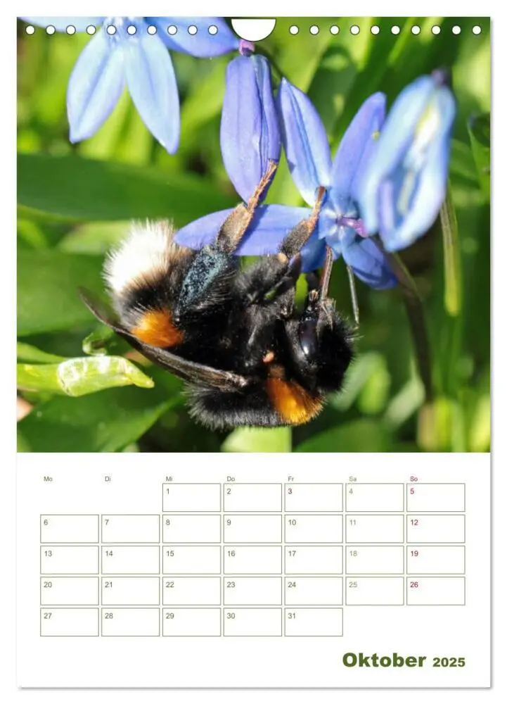 Bild: 9783457002001 | Wildbienen-Terminplaner 2025 (Wandkalender 2025 DIN A4 hoch),...