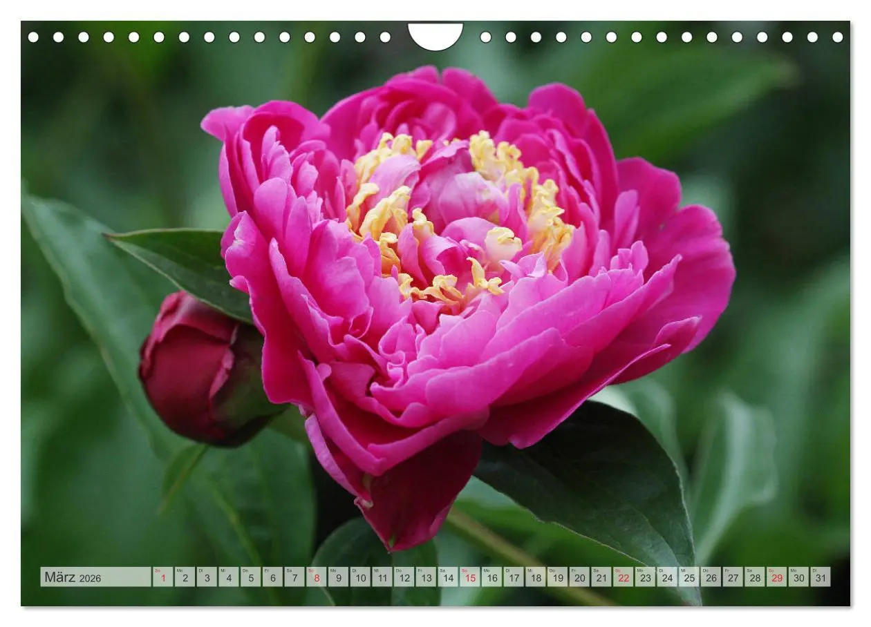 Bild: 9783457932001 | PFINGSTROSEN Rosen ohne Dornen (Wandkalender 2026 DIN A4 quer),...