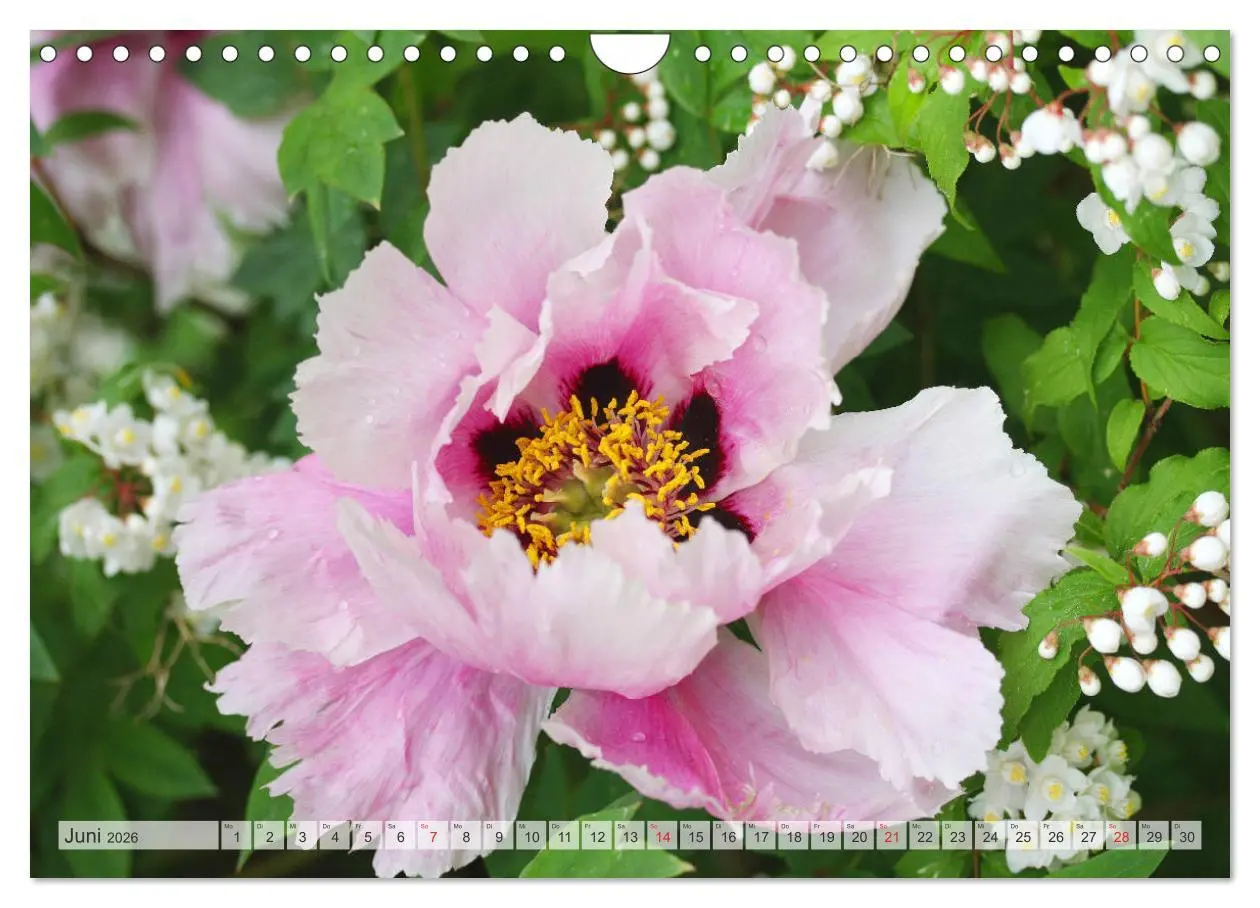 Bild: 9783457932001 | PFINGSTROSEN Rosen ohne Dornen (Wandkalender 2026 DIN A4 quer),...